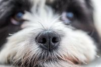 Nase des Bumernhundes