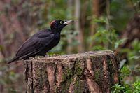 Schwarzspecht Weibchen