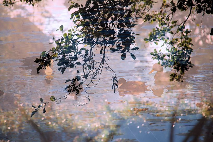 Enten am frühen Morgen von Art. by Janine