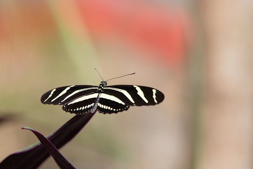 Black &amp; White butterfly by Thijs van den Broek