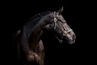 Black horse against black background