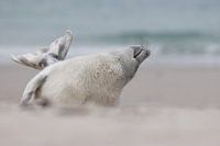 Verrückte Eskapaden