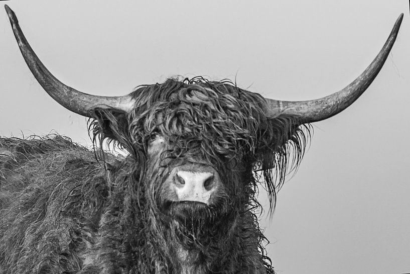 Highlander head by natascha verbij