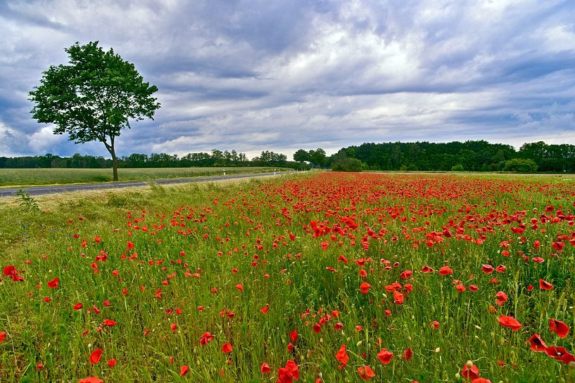 Bright red field of corn poppies in the Barnim district by Silva Wischeropp
