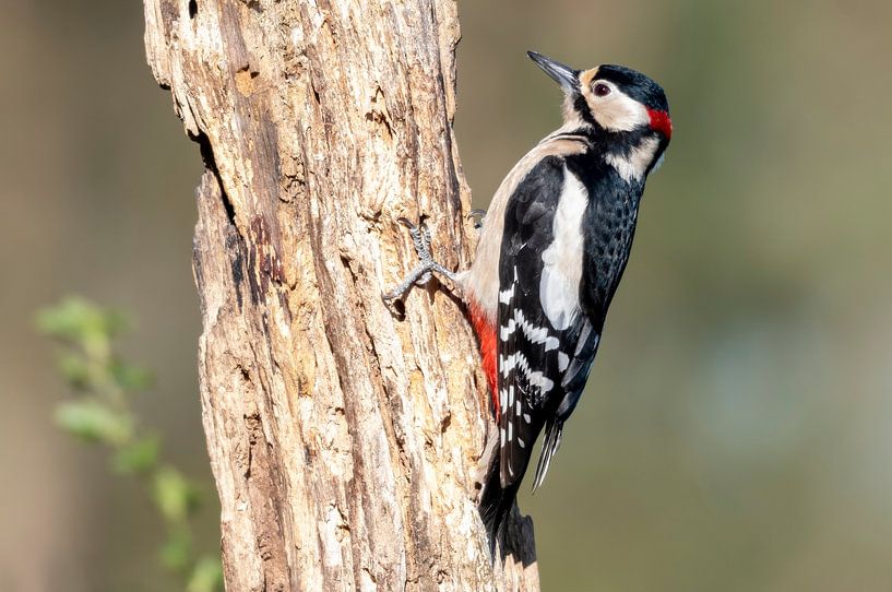 Buntspecht von Merijn Loch