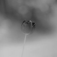 tulipe noire sur fond sombre de bokeh