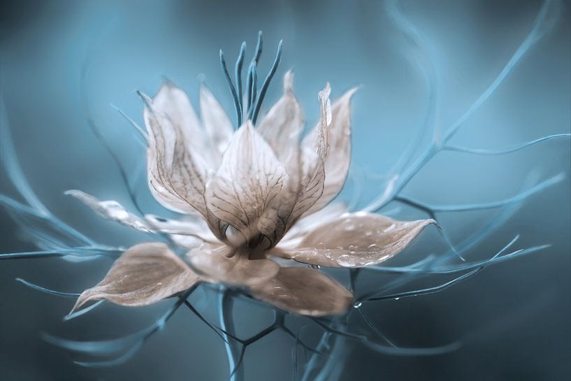 *Nigella* von Mandy Disher