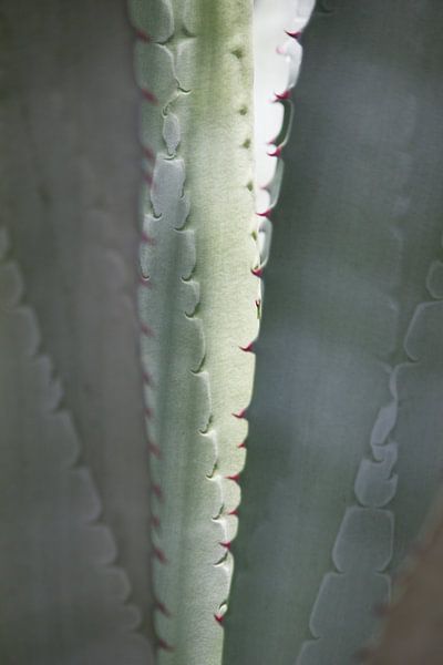 Agave von ton vogels