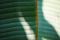 Palmenblatt mit Schatten