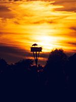 Cigogne au coucher du soleil