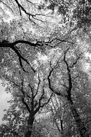 hohe Bäume fangen viel Wind ein.........denn