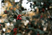 Stechpalme mit roten Beeren