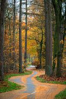 the cycle path through the forest