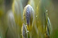 Krokusse nach einem Regenschauer