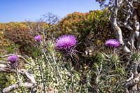 Schöne lila Distelblüten auf Gramvoussa, Kreta | Reisefotografie