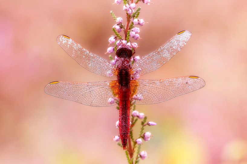 De Vuurlibel von Marc Crutzen