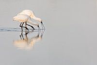Vögel | Löffler Junge und Adult