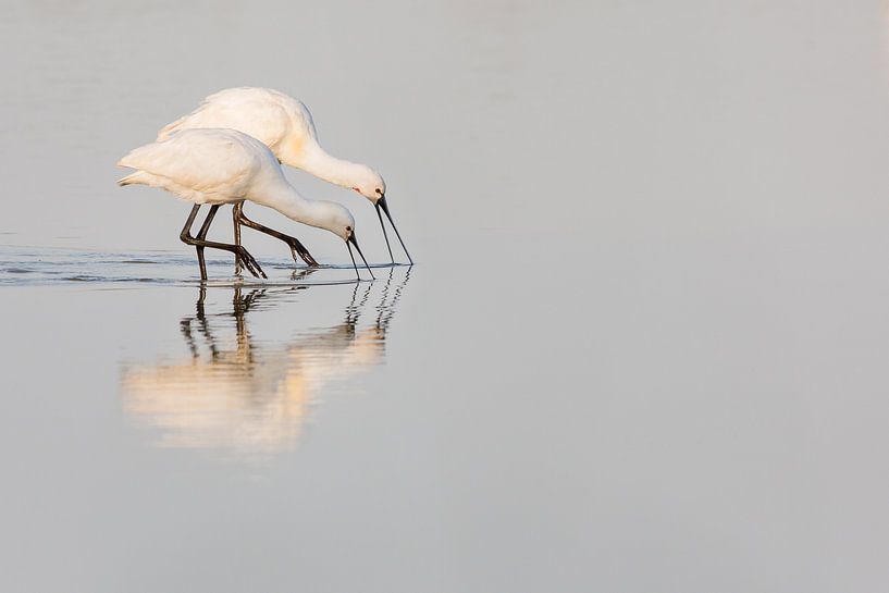 Vögel | Löffler Junge und Adult von Servan Ott