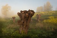 Rapsfeld im Nebel mit Weiden