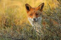 Fox pense que caché