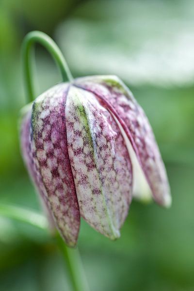 Kievitsbloemetje von Albert Mendelewski