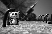 Panda auf der Straße
