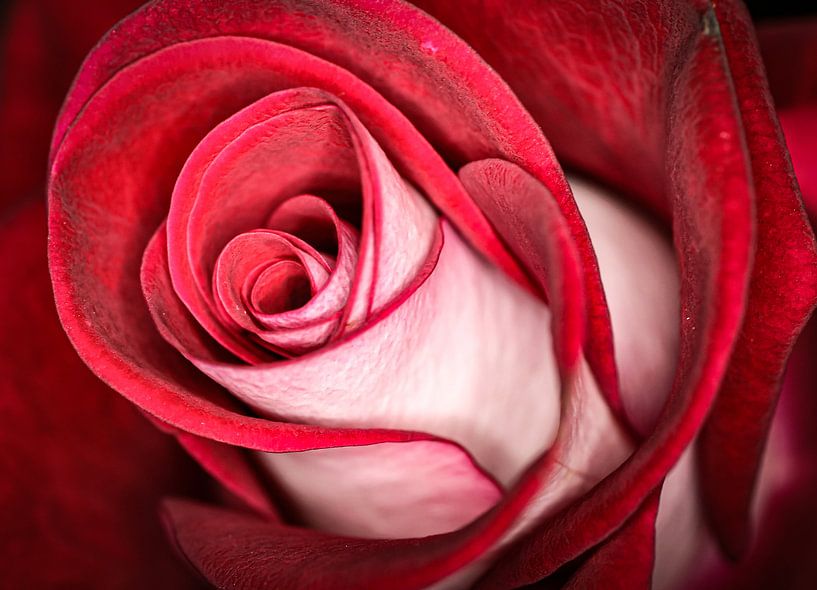 Rose von Christian Konschewski