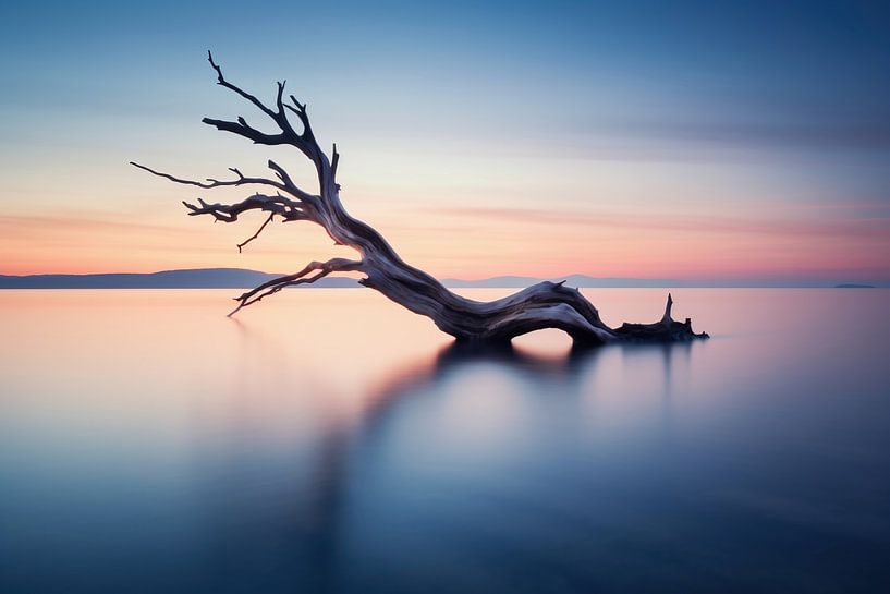 Bois flotté au bord de la mer dans une lumière romantique par fernlichtsicht