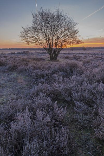 Arbre seul sur la lande par Moetwil en van Dijk - Fotografie