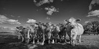 Curious French cows in Auvergne in black and white