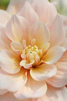 Dahlia Break Out - Pretty