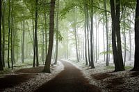 Winter in the spring forest