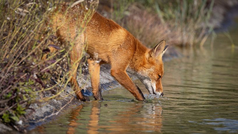 Soif étanchée par le renard roux dans les dunes d'approvisionnement en eau par Arjan Warmerdam