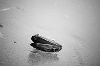 Shell of a mussel on the beach in black and white