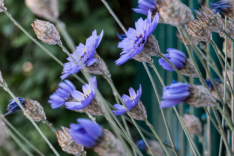 Cornflowers by Marco Linssen