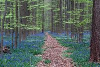 Hallerbos