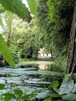 Gluren over het water.