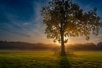 Nebliger Herbstmorgen, schöner Sonnenschein mit Kühen auf der Wiese
