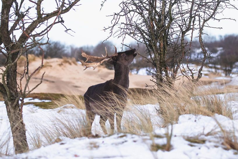 Brauner Damhirsch mit Geweih im Schnee von Anne Zwagers