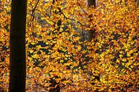 curtain of autumn leaves