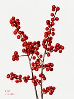 Mary Vaux Walcott - Winterbeere