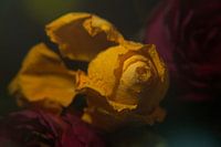 Melancholy and past beauty #6