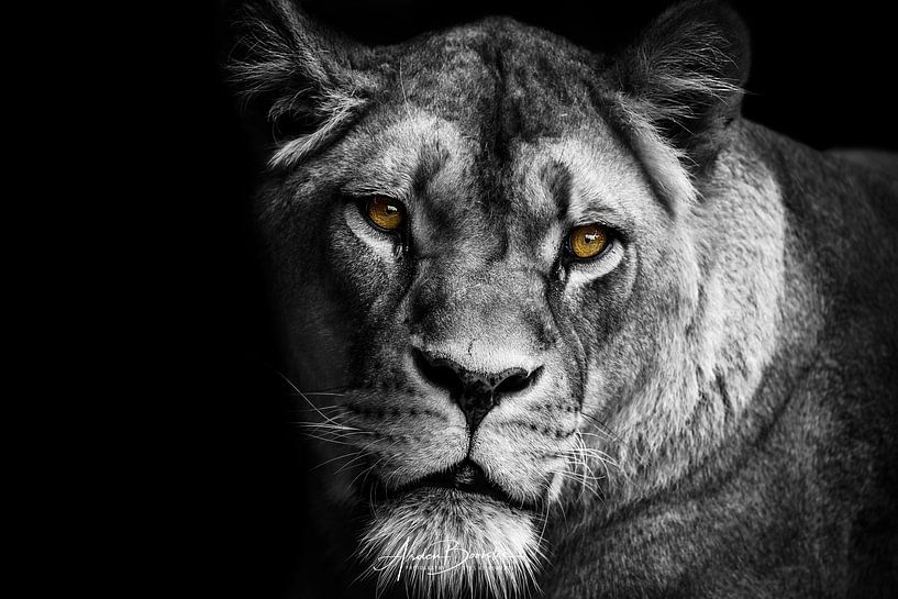 Lioness Black/White by Design Wall Arts