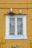 Ockergelbe verwitterte Wand mit weißem Rahmen und nistenden Möwen