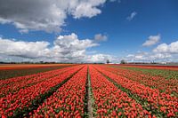 Picturesque picture of a blooming tulip field