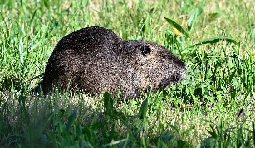 Biberratte im Gras von Petra De Jonge