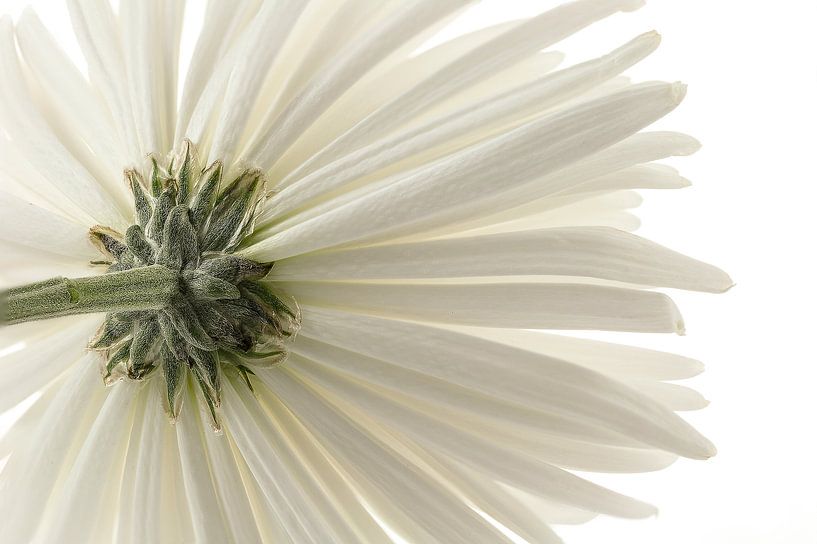 Die Rückseite. von Tanja van Beuningen