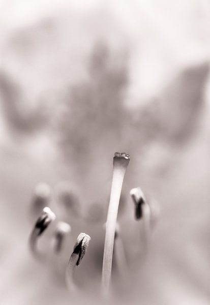 In bloei I par Klaartje Huijben