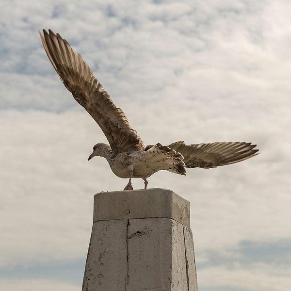 Meeuw op Havenpaal Oudeschild Texel by Henri Kok