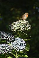 Robin on Hydrangea